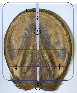 Simulated Hoof Balancer Tool overlaid on a horse hoof