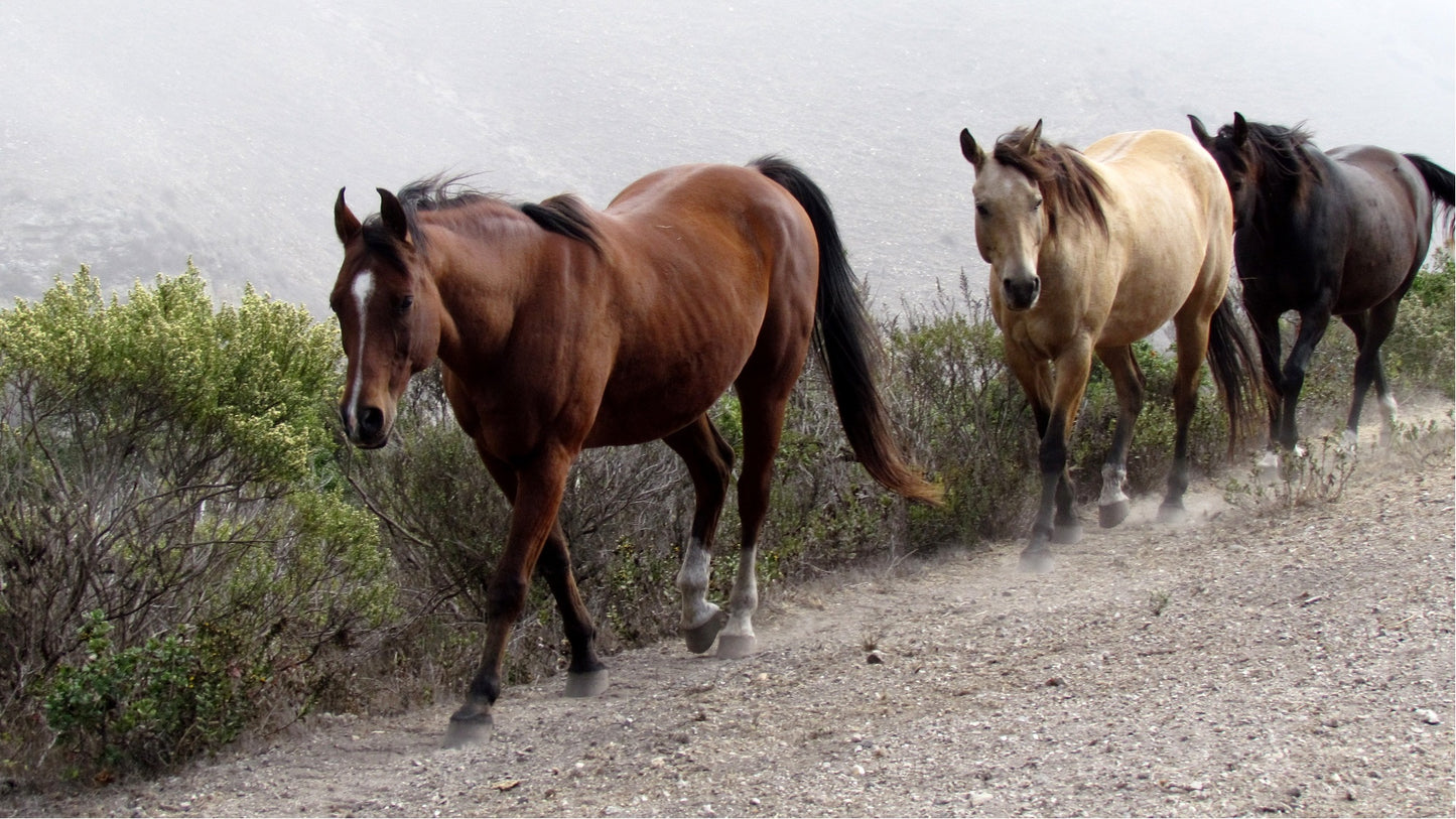 Paddock Paradise: A Guide to Natural Horse Boarding