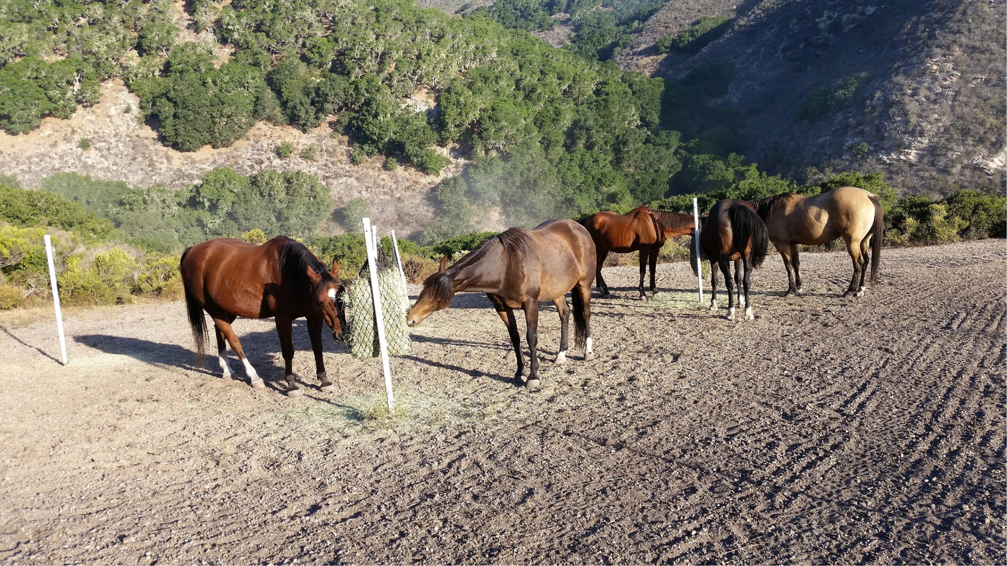 Paddock Paradise: A Guide to Natural Horse Boarding