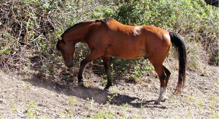 Paddock Paradise: A Guide to Natural Horse Boarding