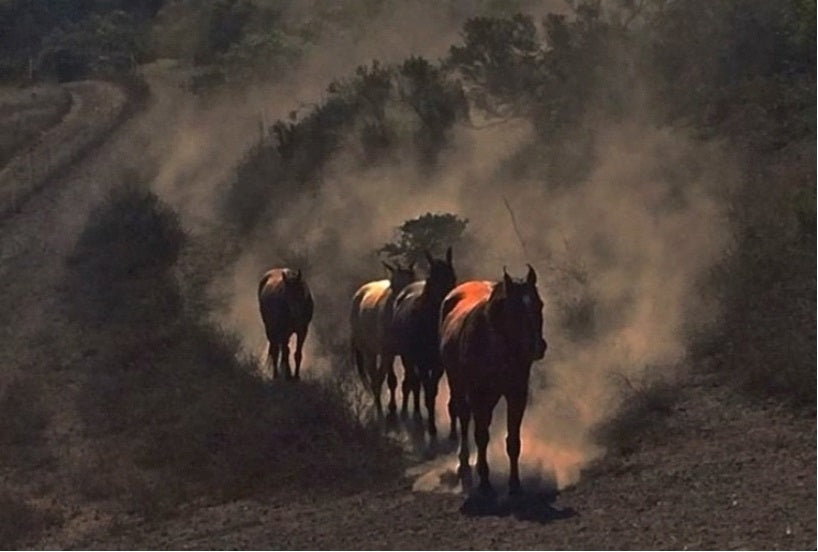 Paddock Paradise: A Guide to Natural Horse Boarding