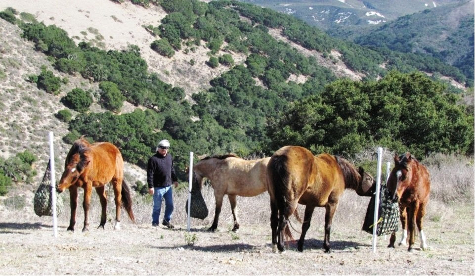 Paddock Paradise: A Guide to Natural Horse Boarding