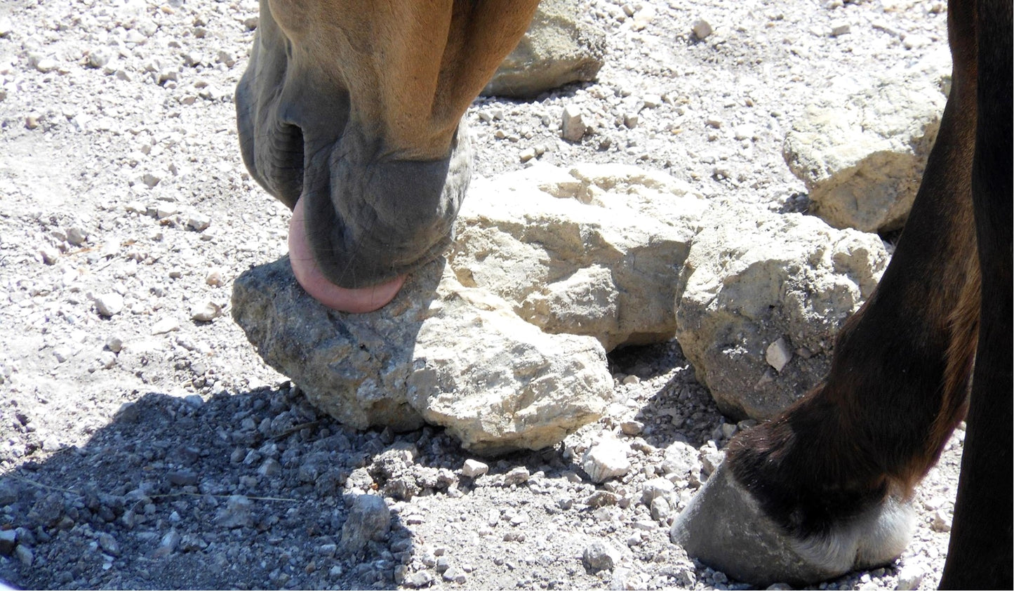 Paddock Paradise: A Guide to Natural Horse Boarding