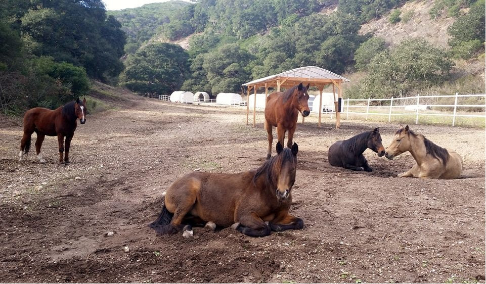 Paddock Paradise: A Guide to Natural Horse Boarding