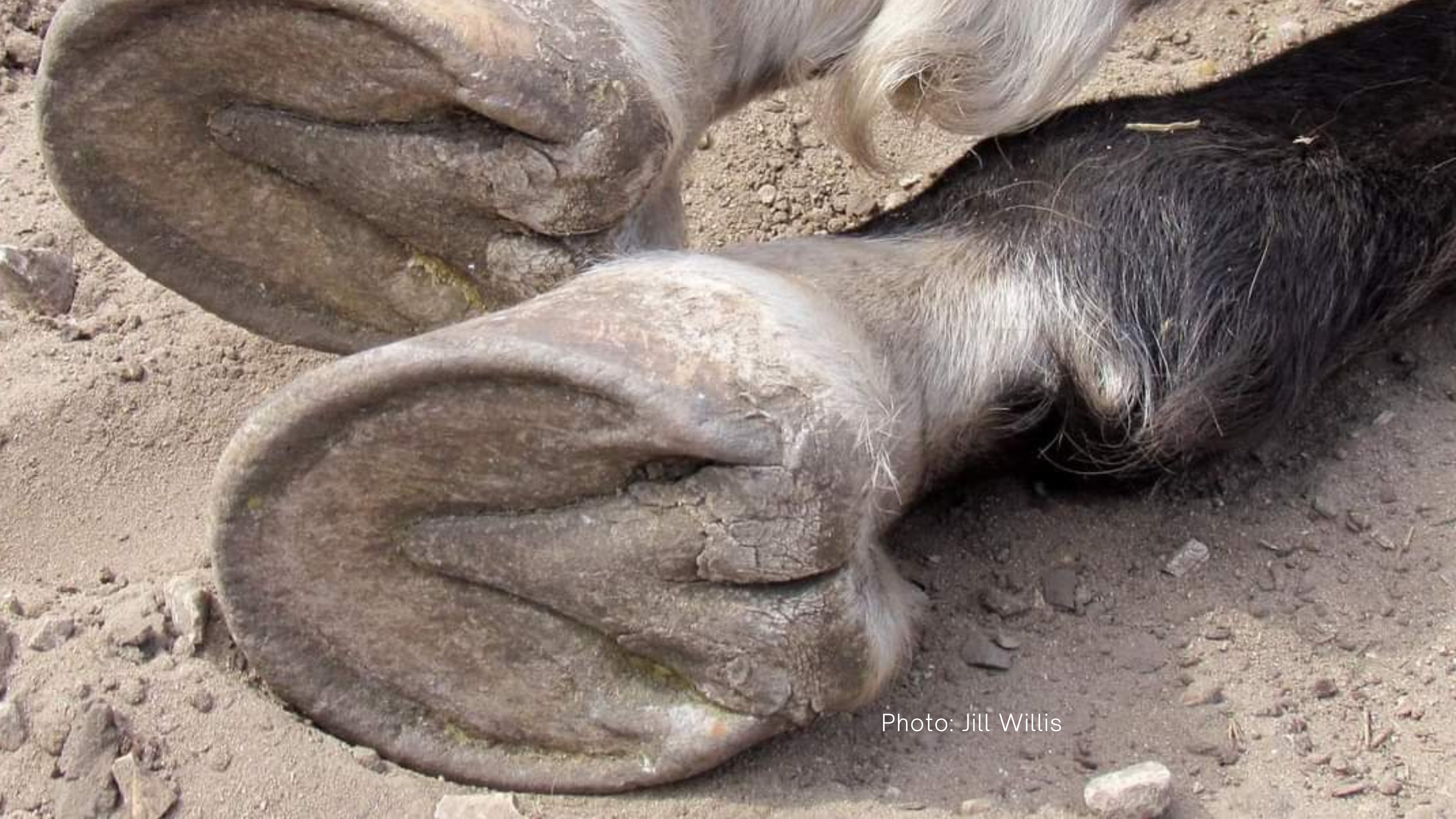 Photo depicts hooves of a horse living naturally in Lompoc Paddock Paradise Tracking System under care of Jaime Jackson displaying naturally balanced hooves using the Natural Trim method.