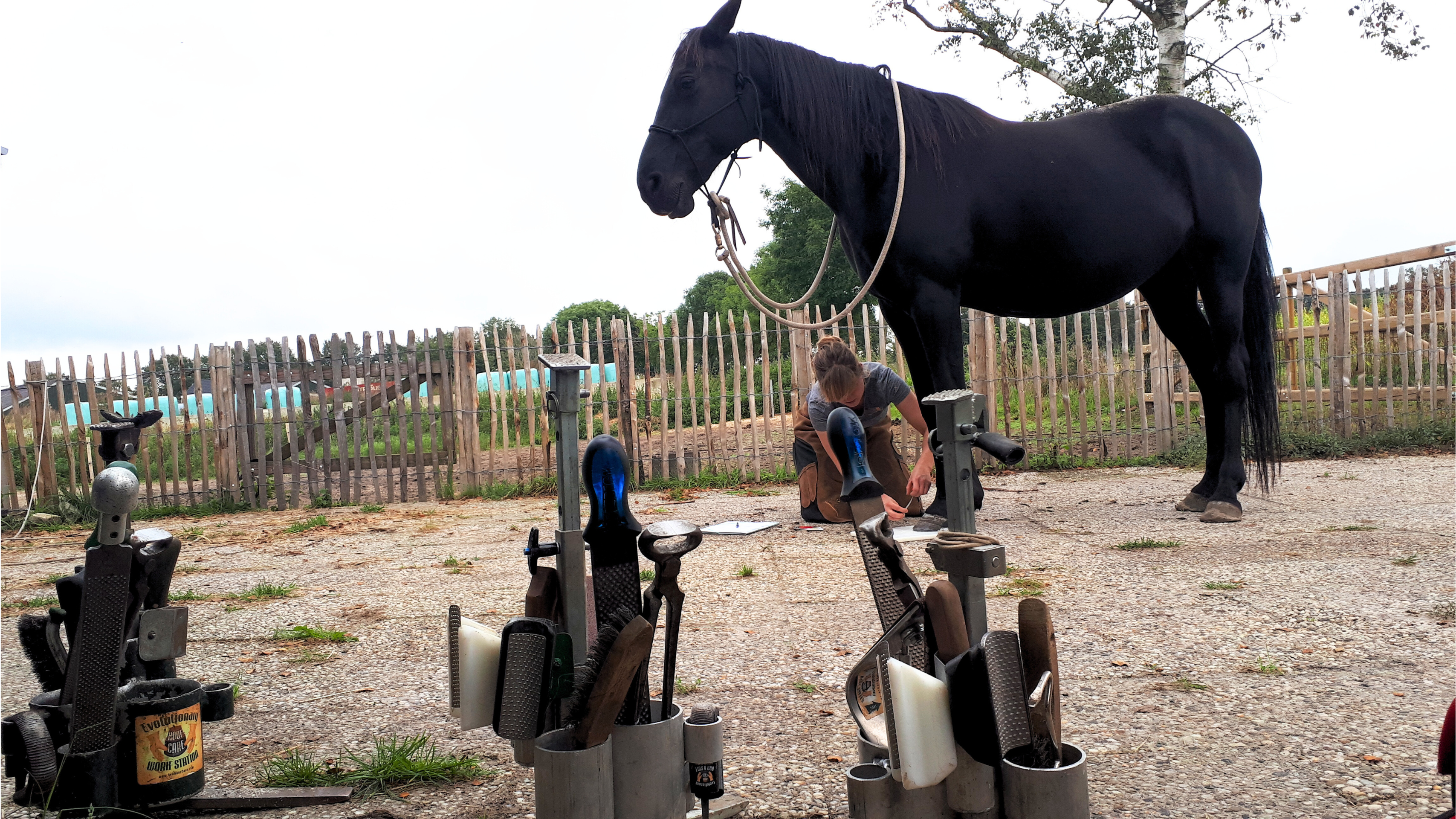 ISNHCP - Institute for the Study of Natural Horse Care Practices is the authentic Natural Trim Training Program that provides education and career opportunities for professionals wanting to provide barefoot care for horses. In the photo featured ISNCHP student taking critical measurements and professional tripod hoof stand.