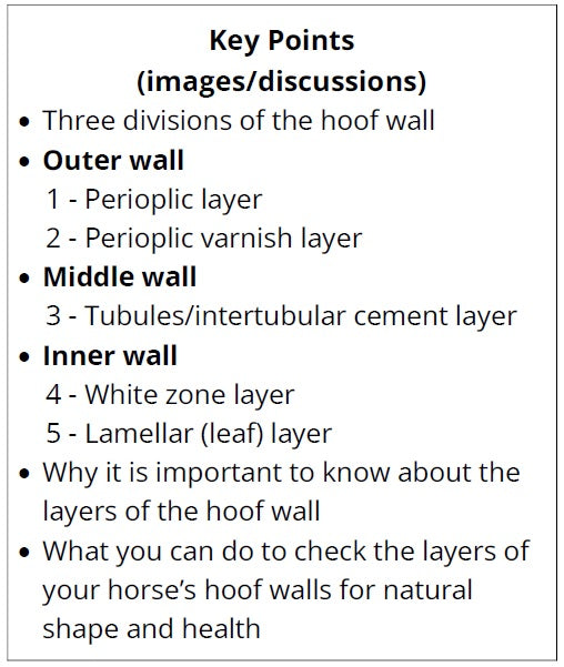 Text list detailing the layers of a horse hoof wall with key points for discussion