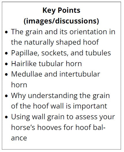 NHC Brief 2 - Grain of the Hoof Wall
