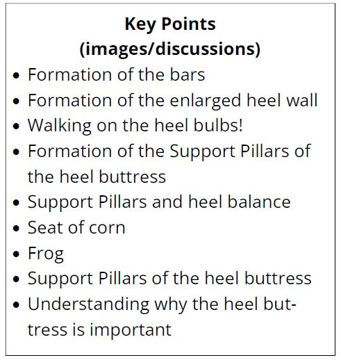 List of key points related to foot anatomy and structure