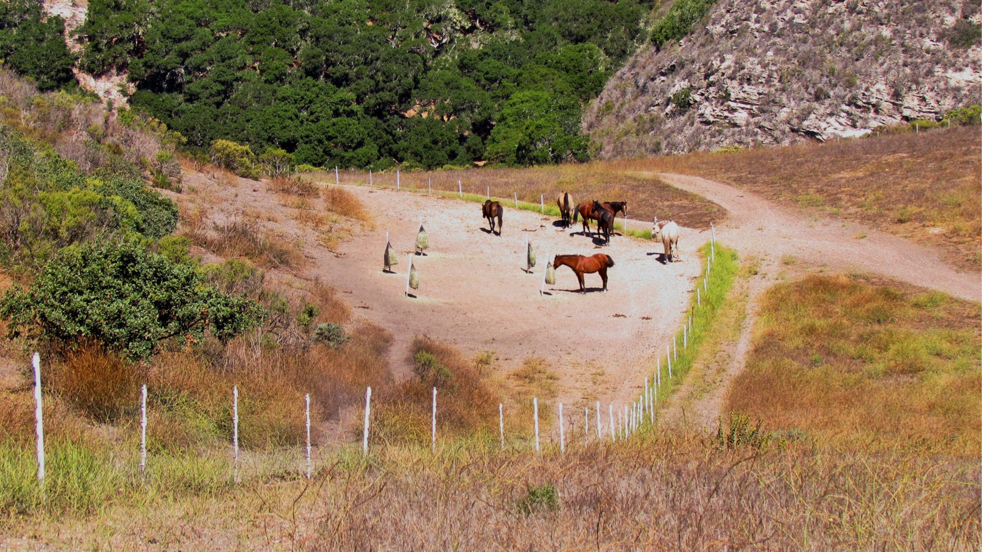 Photo of horses feeding at a feeding station on Paddock Paradise in Lompoc created by Jaime Jackson, with featured hay poles and five feeding points.