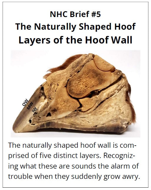 Horse hoof wall image with text explaining its layers