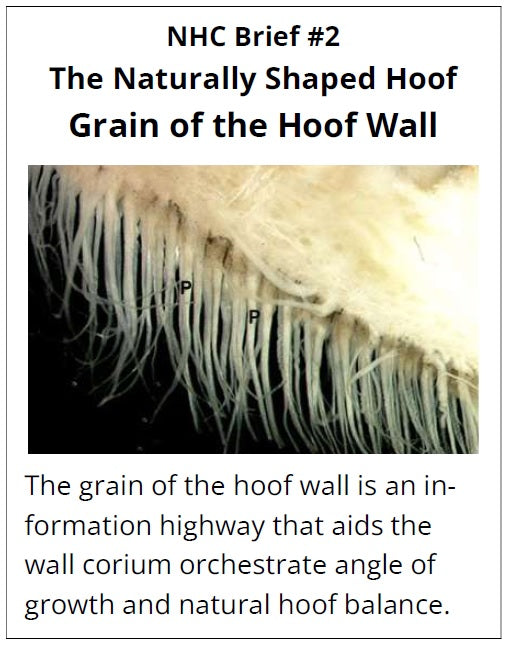 Close-up of a horse's hoof wall with text explaining the grain and its importance.