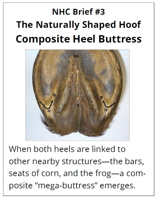 Horse hoof diagram with labeled structures explaining the naturally shaped hoof composite heel buttress