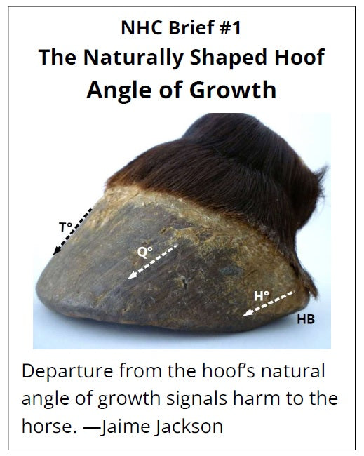 Horse hoof diagram with labeled angles illustrating hoof angle of growth