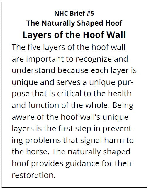 NHC Brief 5 - Layers of the Hoof Wall