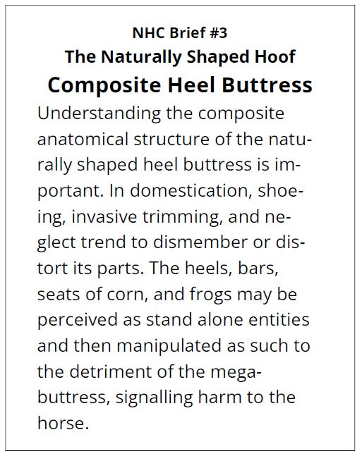 Text discussing the composite anatomical structure of the naturally shaped heel buttress