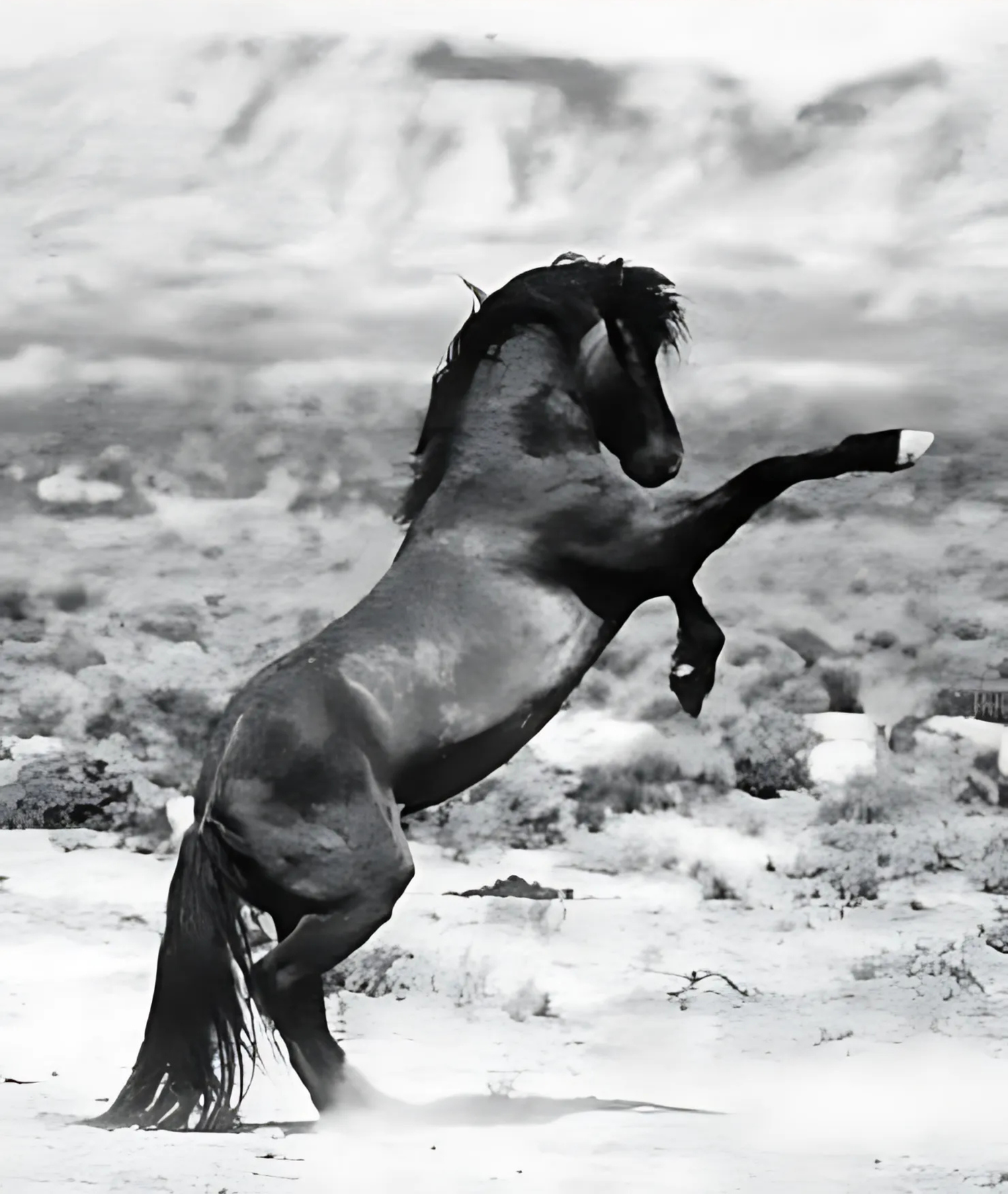 Photo of U.S. Great Basin wild stallion rearing and sparring with another stallion showing naturally shaped hooves. This image is an inspiration for the natural horse care and it is used by Jaime Jackson in the ISNHCP logo.