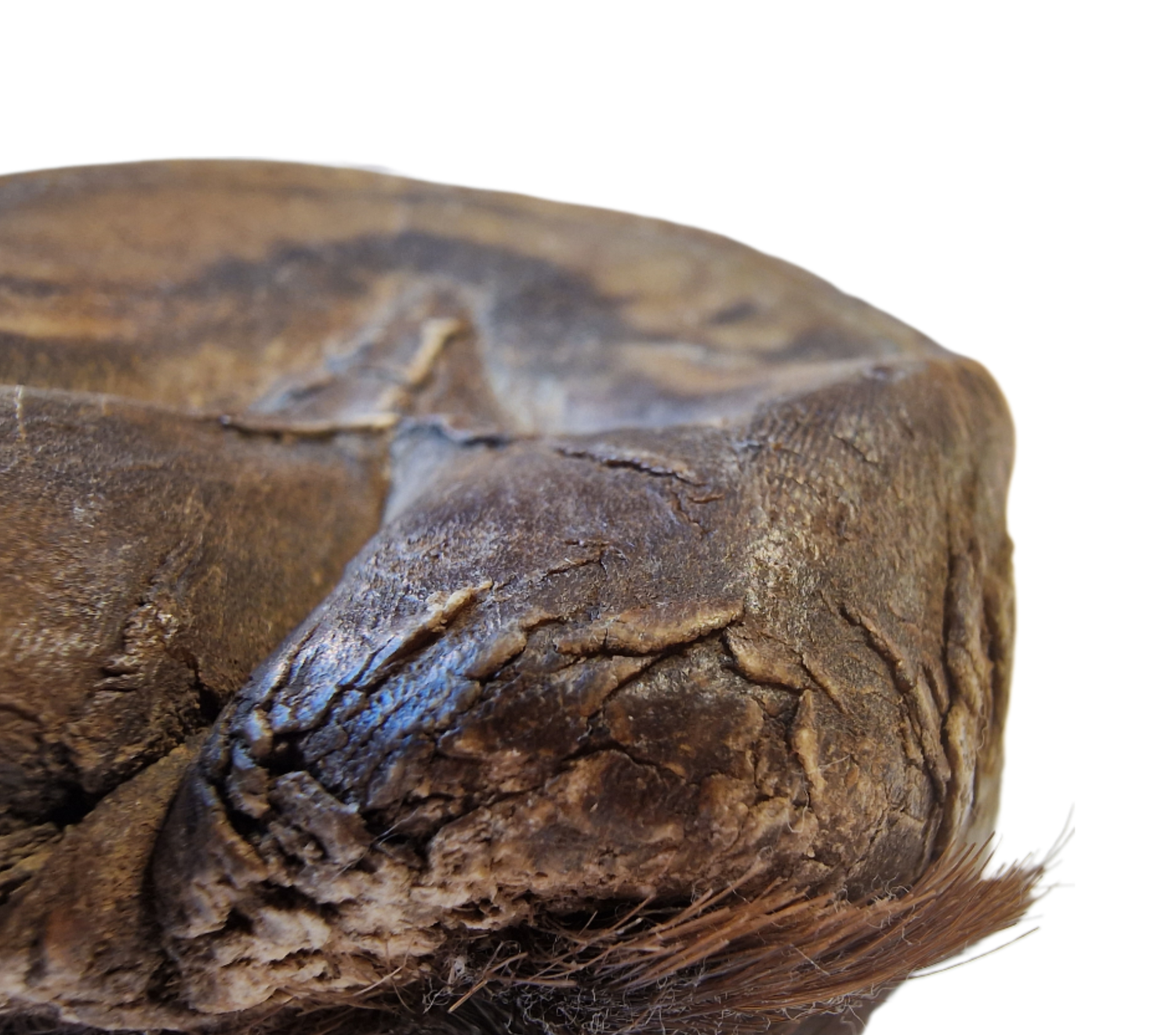 U.S Great Basin wild horse hoof cadaver depicted from anterioposterior view showing active and passive wear along the hoof wall.