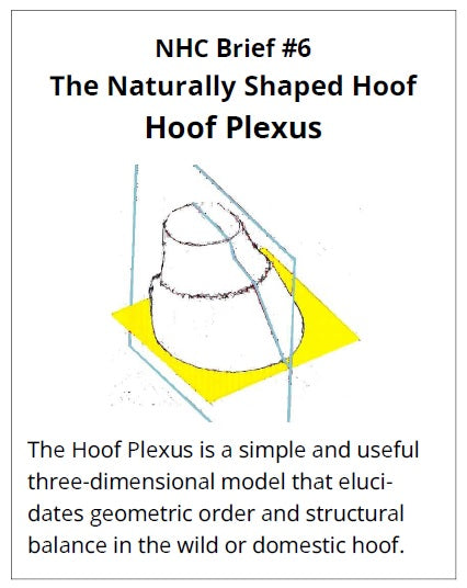 NHC Brief 6 - Hoof Plexus