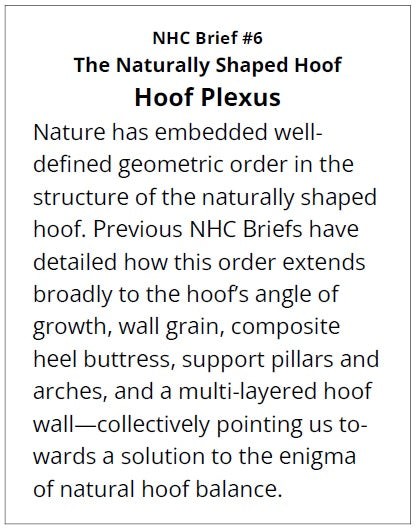 Text describing the naturally shaped hoof and NHC Brief 6