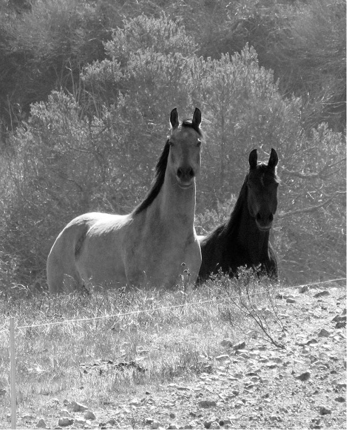 Horses of Lompoc Paddock Paradise 2010 - 2018 investigating their "home range." Concept for natural horse boarding emerged from research on wild horses of the U.S. Great Basin by Jaime Jackson, defining the