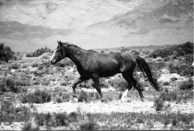 The Natural Horse: Lessons from the Wild book by Jaime Jackson includes chapter on natural horsemanship and information on leads, elements of collection, impulsion, muscles of hindquarters, suenig's ring muscle groups. chapter on fundamental elements of the natural gait complex.