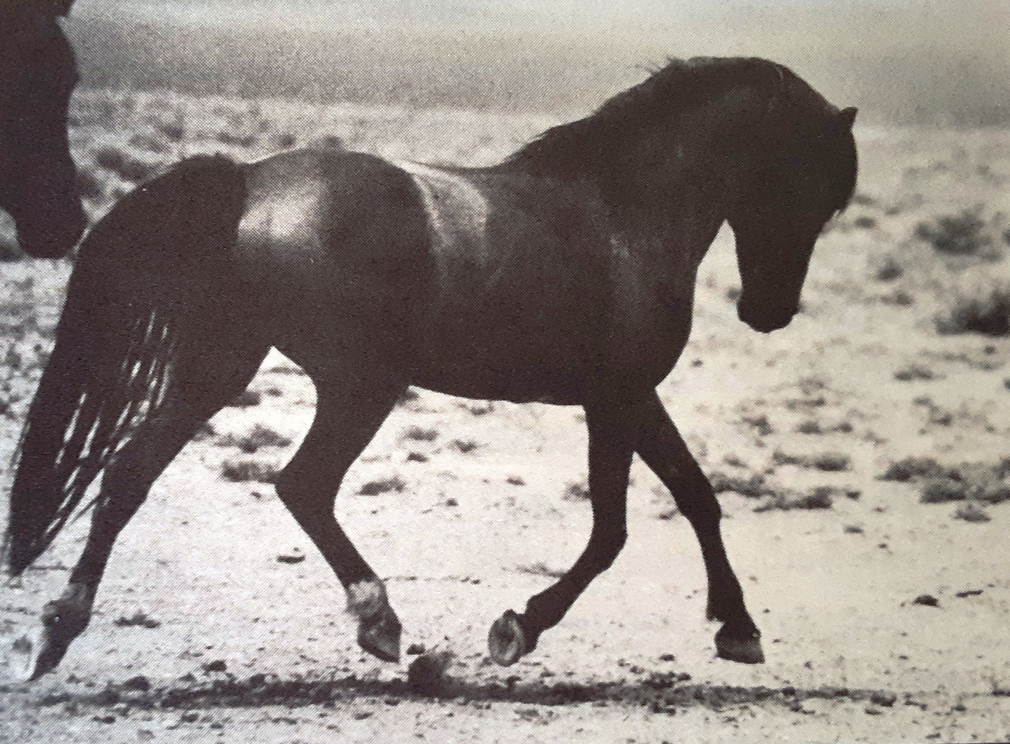 Lameness can be attributed not only to diet, mechanically obstructive shoeing and unnatural trimming methods, but also by training and riding practices that move the horse outside the boundaries of the natural gait complex. These changes can be observed in the hooves forming a club foot and lead to Navicular Syndrome. Natural Gait Complex is concerned with how the horse moves naturally in walk, trot, and canter. NGC explains locomotive styles that vary and mirror individual conformations and temperament.