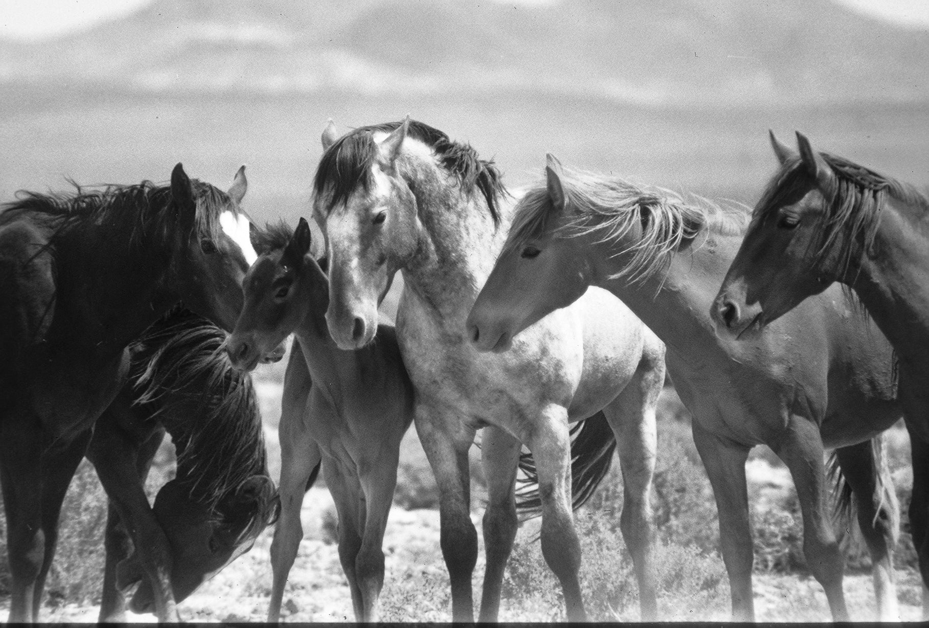 The Natural Horse: Lessons from the Wild book by Jaime Jackson desribes the principles and practices of natural horse care that is divided into Four Pillars of natural Horse Care: Reasonably Natural Diet, Natural Horse Boarding (Paddock paradise), Natural Hoof Care (Natural Trim method taught by ISNHCP Institute for the Study of Natural Horse Care Practices), and Natural Horsemanship that is concerned with the way the horse moves naturally through natural gait complex. 